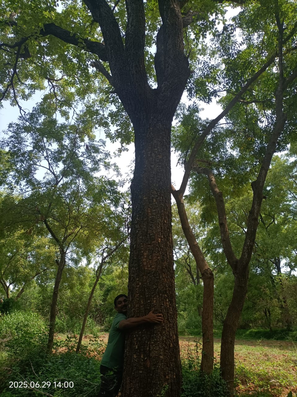 Sandalwood log close-up